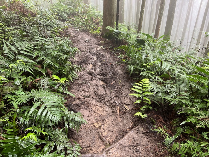 xiangtienhu4833 南庄-向天湖山 彷彿仙境的雲霧步道 爛泥巴多了點