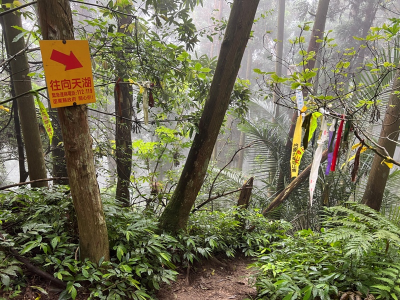 xiangtienhu4835 南庄-向天湖山 彷彿仙境的雲霧步道 爛泥巴多了點