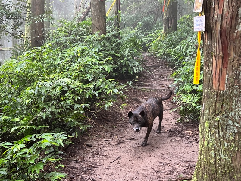 xiangtienhu4836 南庄-向天湖山 彷彿仙境的雲霧步道 爛泥巴多了點