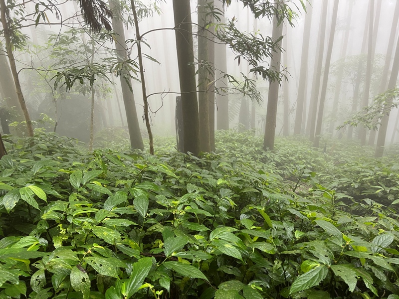 xiangtienhu4837 南庄-向天湖山 彷彿仙境的雲霧步道 爛泥巴多了點