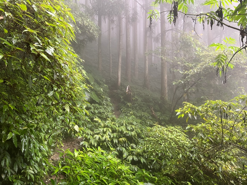 xiangtienhu4842 南庄-向天湖山 彷彿仙境的雲霧步道 爛泥巴多了點