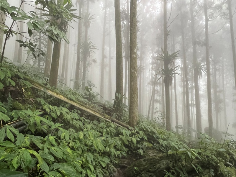 xiangtienhu4843 南庄-向天湖山 彷彿仙境的雲霧步道 爛泥巴多了點