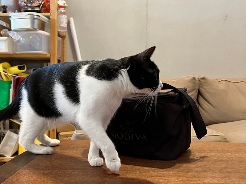 mesecoffee09 台東-草月咖啡館 一杯冰咖啡躲豔陽 店貓太可愛