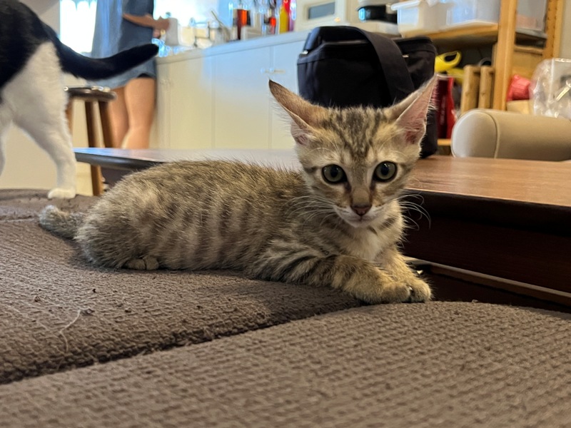 mesecoffee10 台東-草月咖啡館 一杯冰咖啡躲豔陽 店貓太可愛