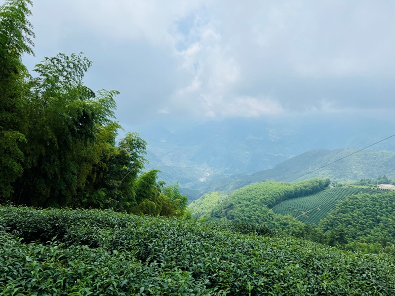 dajianjian2112 古坑-雲嘉大尖山/二尖山步道 輕鬆享茶園與山林景觀