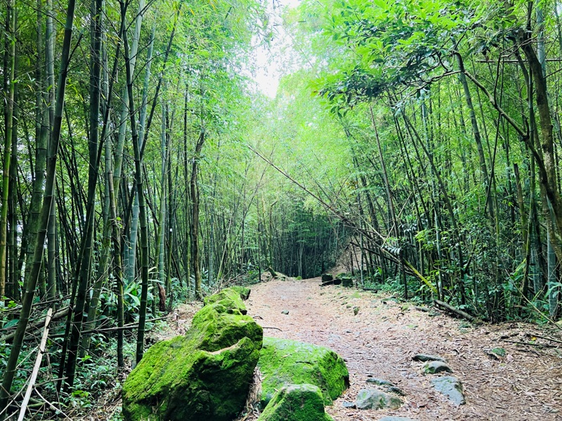 dajianjian2114 古坑-雲嘉大尖山/二尖山步道 輕鬆享茶園與山林景觀
