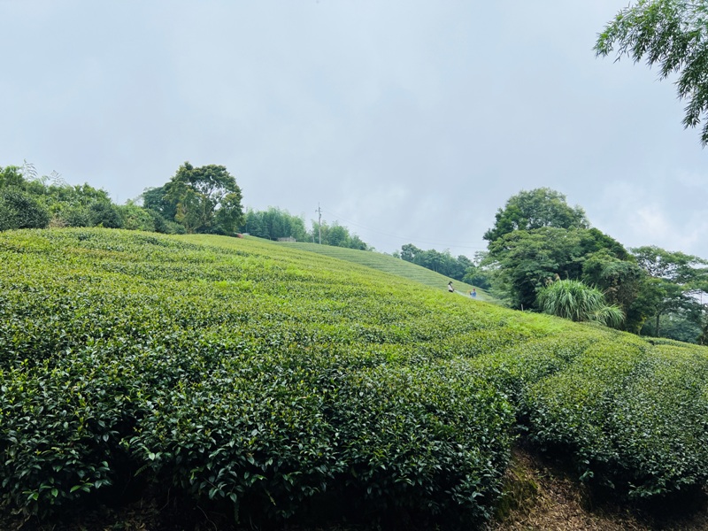 dajianjian2116 古坑-雲嘉大尖山/二尖山步道 輕鬆享茶園與山林景觀