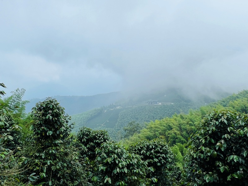 dajianjian2133 古坑-雲嘉大尖山/二尖山步道 輕鬆享茶園與山林景觀