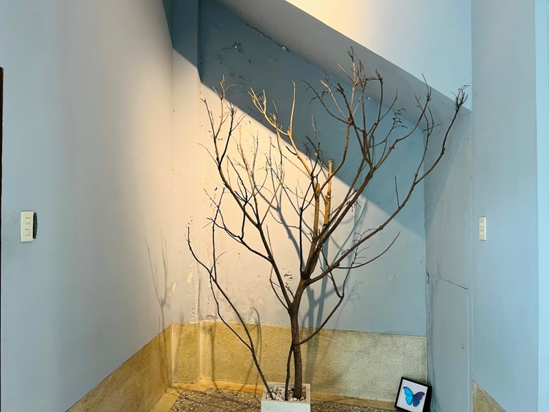 softtofu0116 嘉義東區-桃城豆花 老屋風情很美很好拍