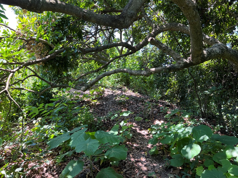 achaou23 霧峰-阿罩霧山 全程產業道路 沿路好景觀