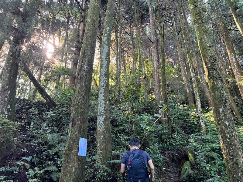 jingansu02 南投信義-嶺頭山金柑樹山 順訪忘憂森林迷霧景緻