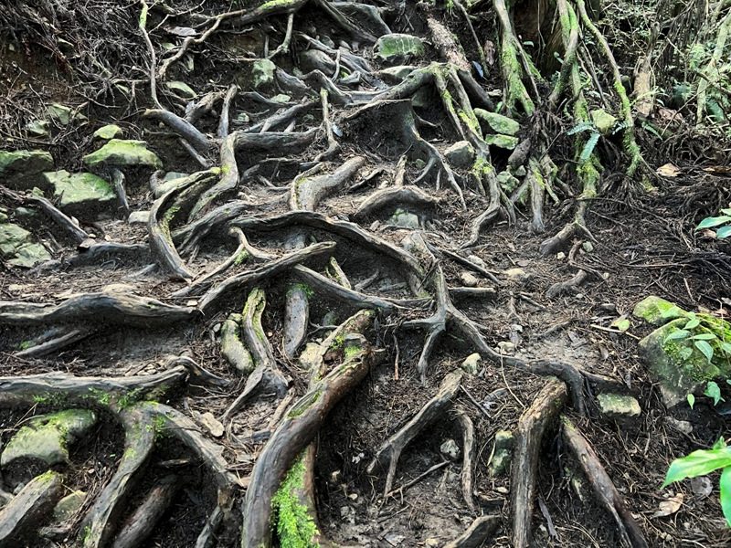 jingansu03-rotated 南投信義-嶺頭山金柑樹山 順訪忘憂森林迷霧景緻