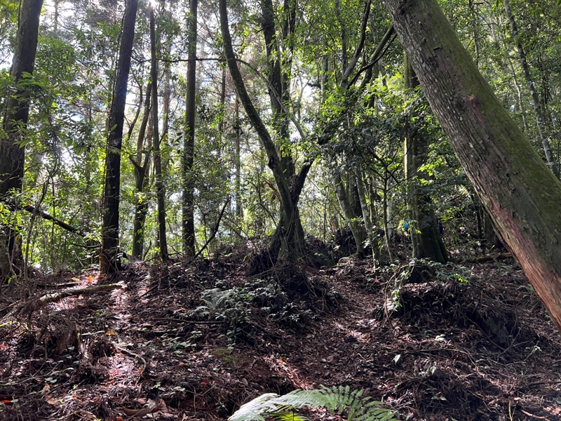 jingansu04 南投信義-嶺頭山金柑樹山 順訪忘憂森林迷霧景緻