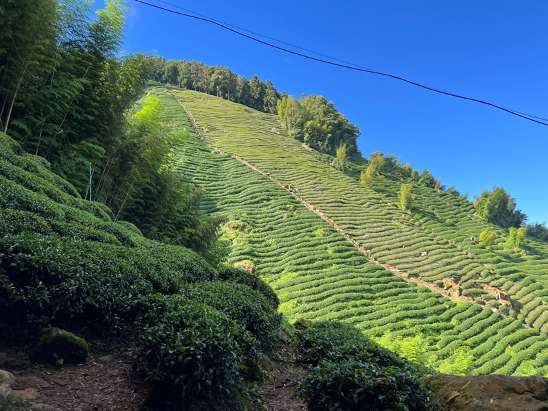 jingansu05 南投信義-嶺頭山金柑樹山 順訪忘憂森林迷霧景緻