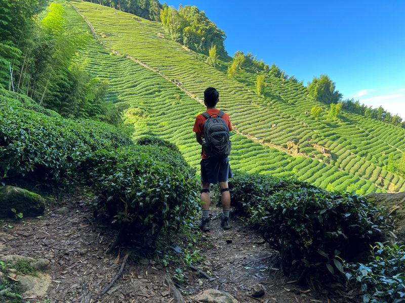 jingansu06-rotated 南投信義-嶺頭山金柑樹山 順訪忘憂森林迷霧景緻