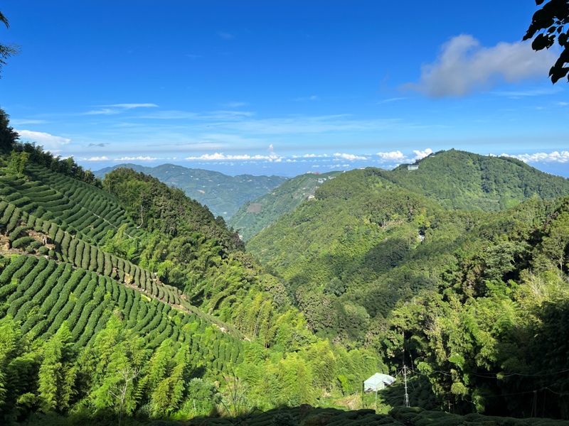 jingansu07 南投信義-嶺頭山金柑樹山 順訪忘憂森林迷霧景緻