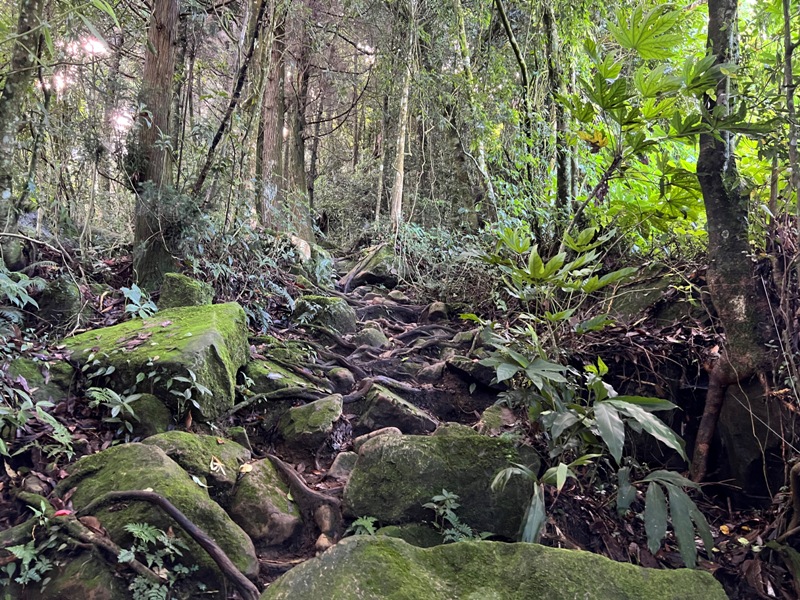 jingansu08 南投信義-嶺頭山金柑樹山 順訪忘憂森林迷霧景緻