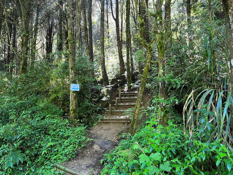 jingansu09 南投信義-嶺頭山金柑樹山 順訪忘憂森林迷霧景緻