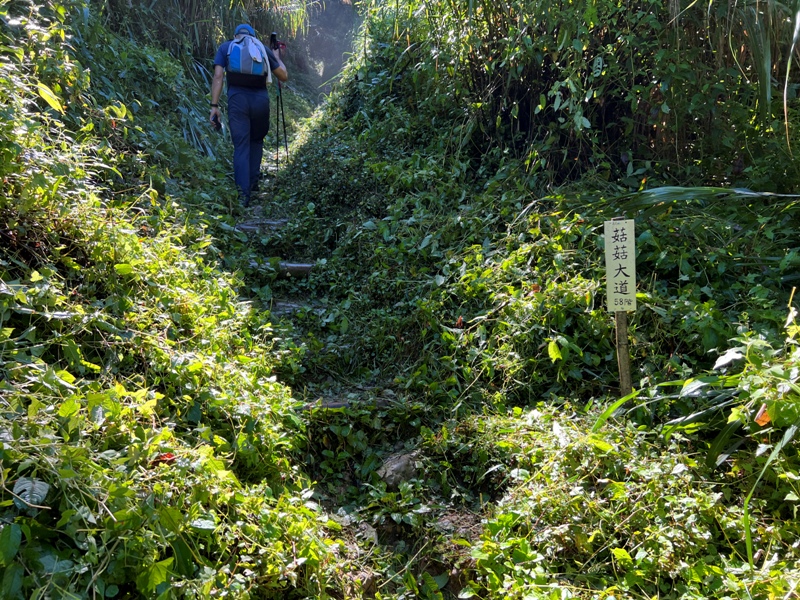 jingansu10 南投信義-嶺頭山金柑樹山 順訪忘憂森林迷霧景緻