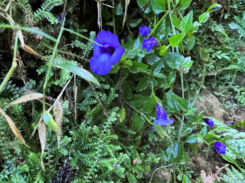 jingansu11 南投信義-嶺頭山金柑樹山 順訪忘憂森林迷霧景緻