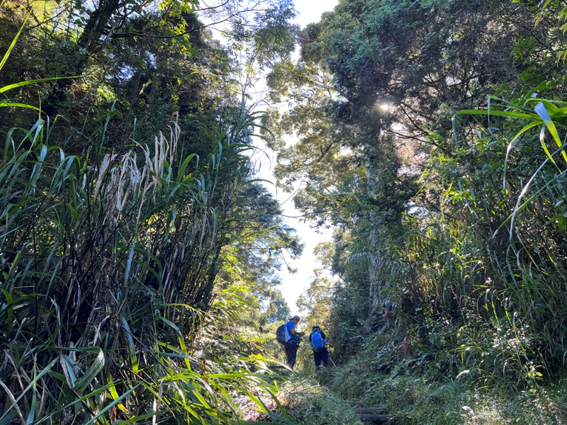 jingansu12 南投信義-嶺頭山金柑樹山 順訪忘憂森林迷霧景緻