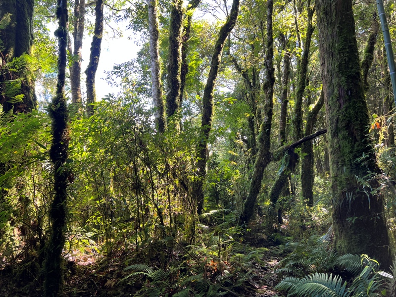 jingansu13 南投信義-嶺頭山金柑樹山 順訪忘憂森林迷霧景緻