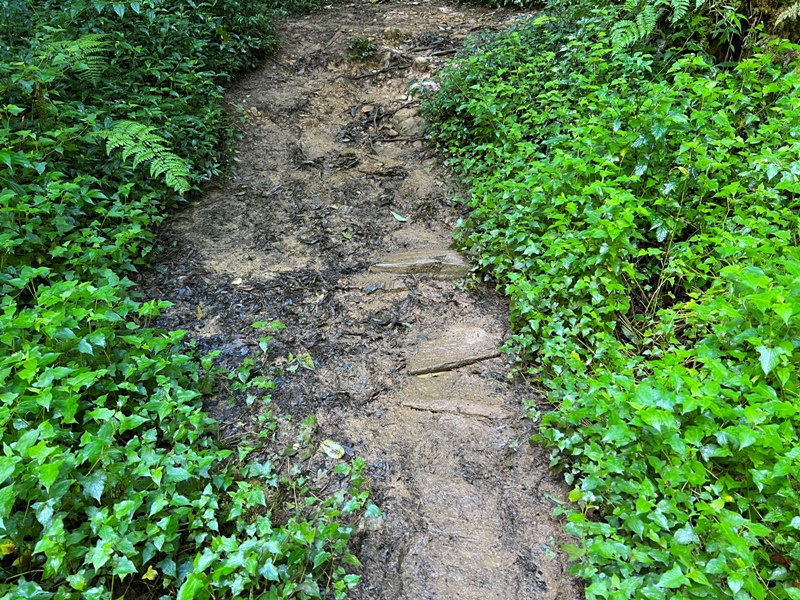 jingansu16 南投信義-嶺頭山金柑樹山 順訪忘憂森林迷霧景緻