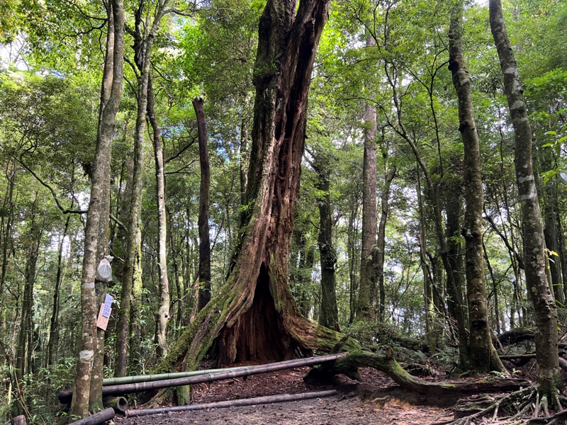 jingansu18 南投信義-嶺頭山金柑樹山 順訪忘憂森林迷霧景緻