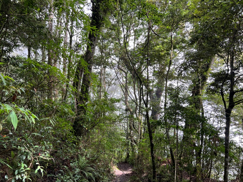 jingansu19 南投信義-嶺頭山金柑樹山 順訪忘憂森林迷霧景緻
