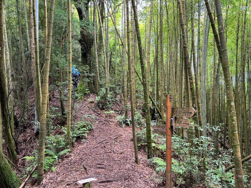 jingansu20 南投信義-嶺頭山金柑樹山 順訪忘憂森林迷霧景緻