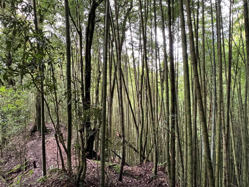 jingansu21 南投信義-嶺頭山金柑樹山 順訪忘憂森林迷霧景緻