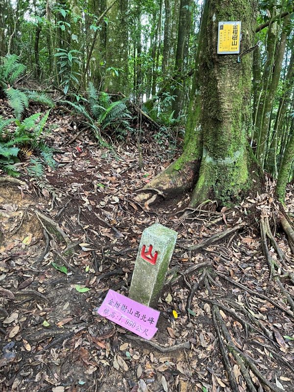 jingansu22-rotated 南投信義-嶺頭山金柑樹山 順訪忘憂森林迷霧景緻