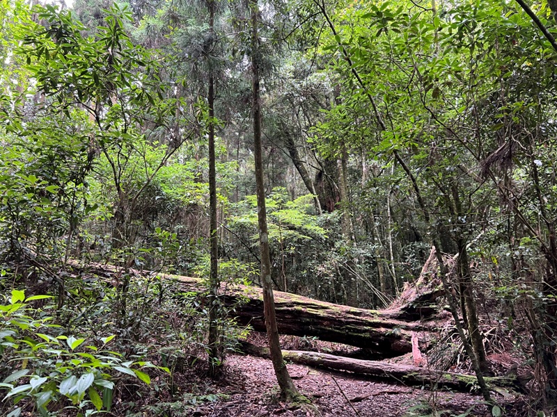 jingansu23 南投信義-嶺頭山金柑樹山 順訪忘憂森林迷霧景緻