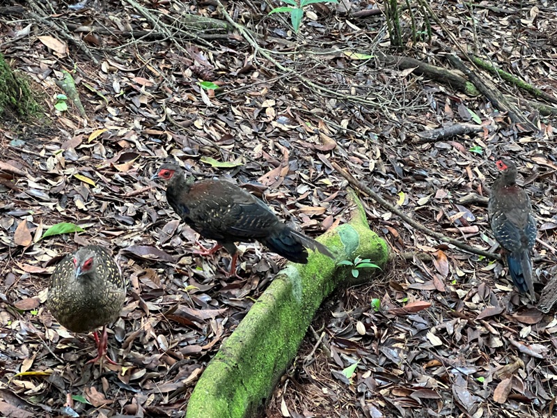 jingansu28 南投信義-嶺頭山金柑樹山 順訪忘憂森林迷霧景緻