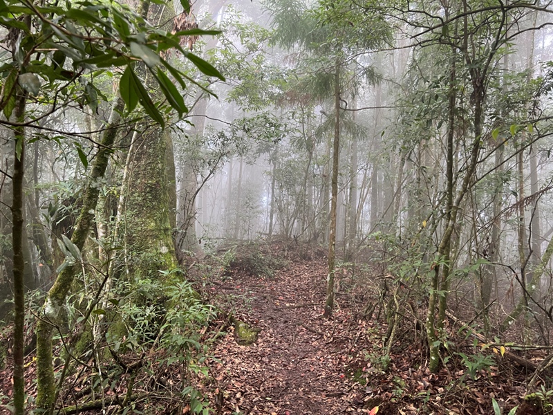 jingansu29 南投信義-嶺頭山金柑樹山 順訪忘憂森林迷霧景緻