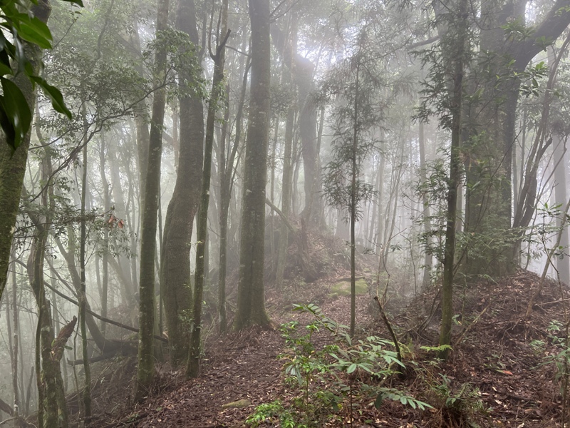 jingansu30 南投信義-嶺頭山金柑樹山 順訪忘憂森林迷霧景緻