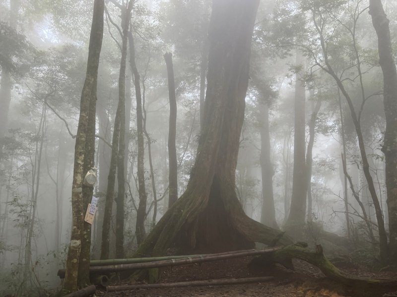 jingansu31 南投信義-嶺頭山金柑樹山 順訪忘憂森林迷霧景緻