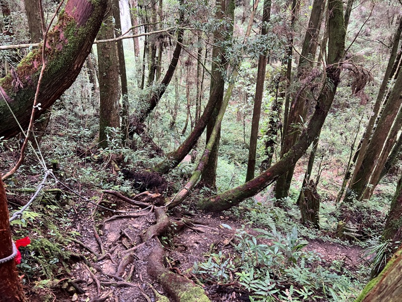 jingansu32 南投信義-嶺頭山金柑樹山 順訪忘憂森林迷霧景緻