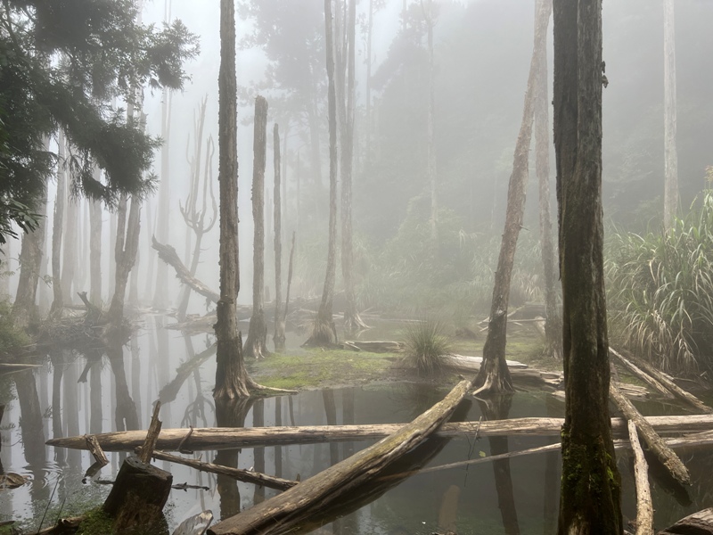 jingansu35 南投信義-嶺頭山金柑樹山 順訪忘憂森林迷霧景緻