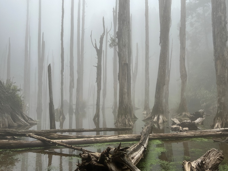 jingansu36 南投信義-嶺頭山金柑樹山 順訪忘憂森林迷霧景緻