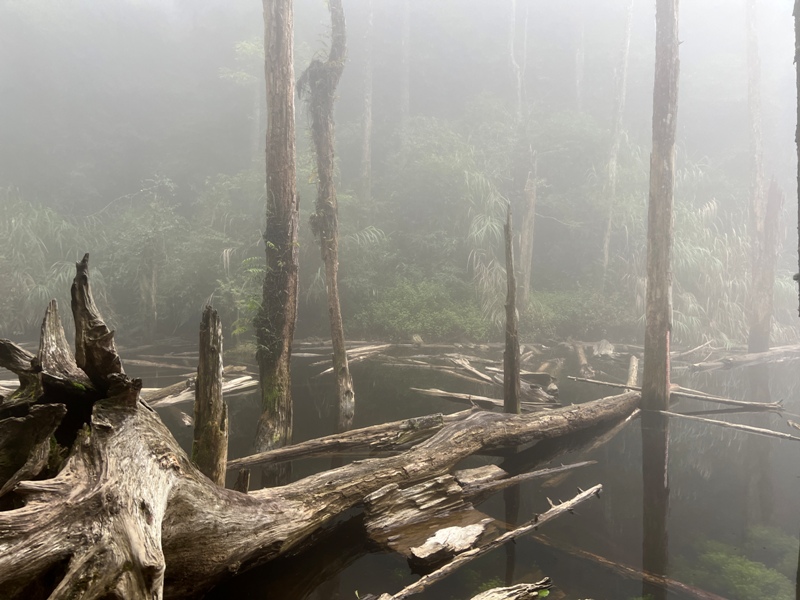 jingansu39 南投信義-嶺頭山金柑樹山 順訪忘憂森林迷霧景緻