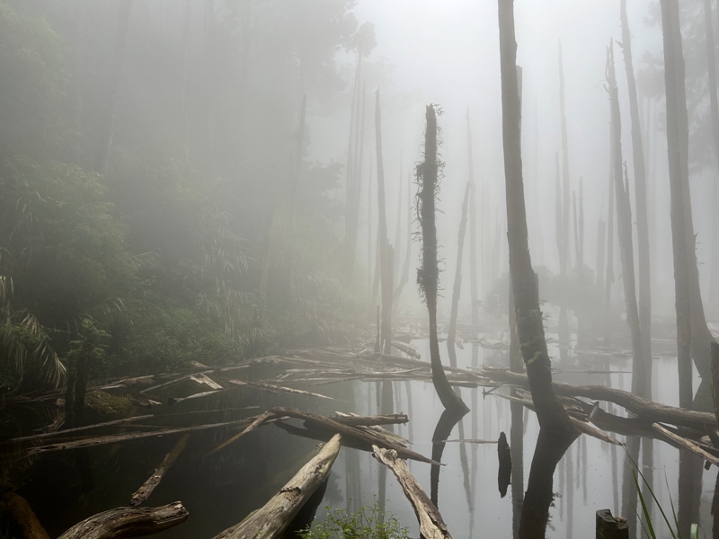 jingansu41 南投信義-嶺頭山金柑樹山 順訪忘憂森林迷霧景緻