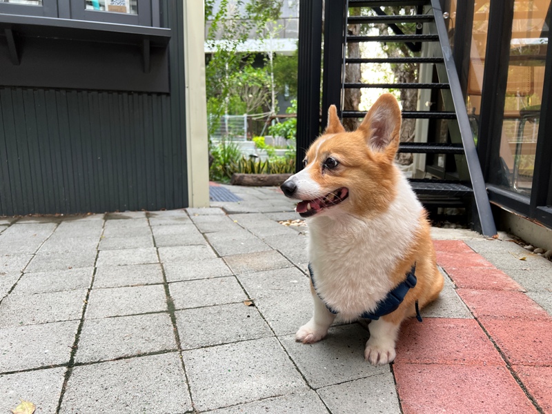 tonari21 竹北-隔壁咖啡 住宅區貨櫃好特別 自帶庭院好休閒