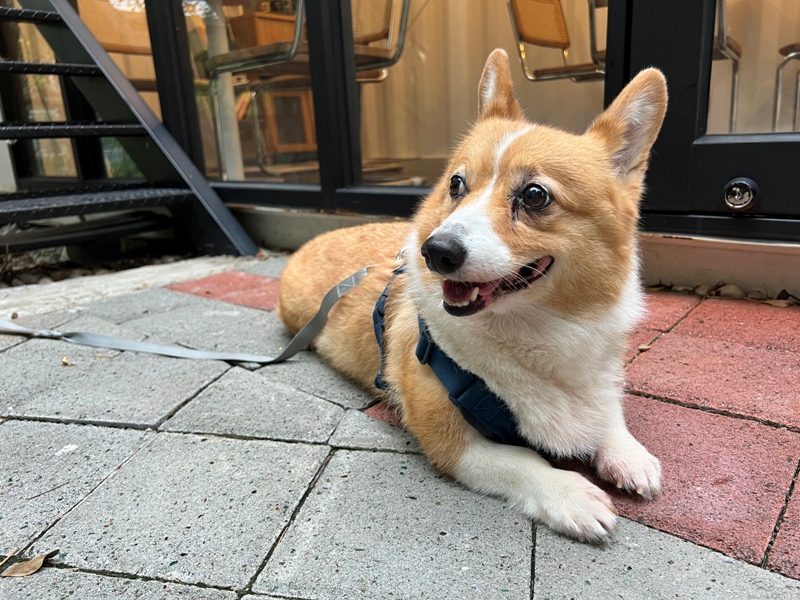 tonari22 竹北-隔壁咖啡 住宅區貨櫃好特別 自帶庭院好休閒