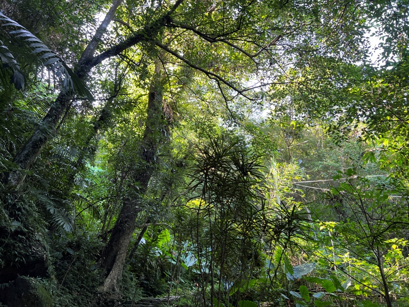 yuanmtt06 三峽-鳶山彩壁 福德坑山 鳶山 爬郊山拍美照