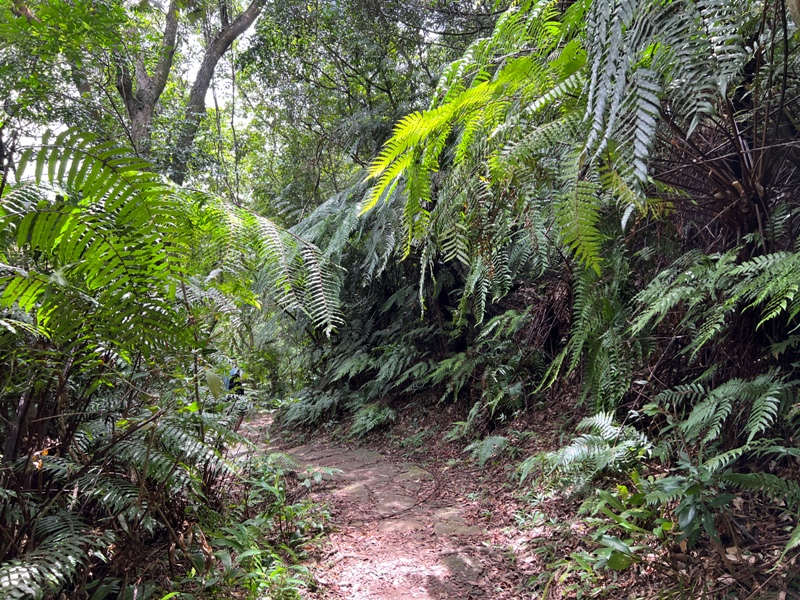 grandtrail423 士林-台北大縱走第四段 有山有溪有農莊匯集各樣景觀
