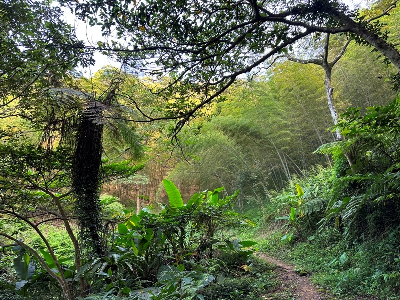 kinmenmt3405 大溪-金面山 全程林蔭遮蔽 攀爬不斷很有趣