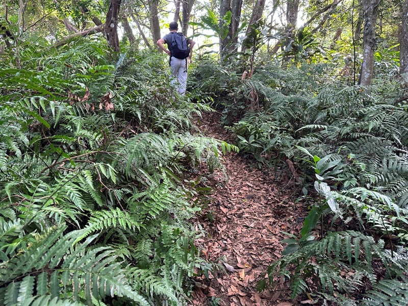 kinmenmt3406 大溪-金面山 全程林蔭遮蔽 攀爬不斷很有趣