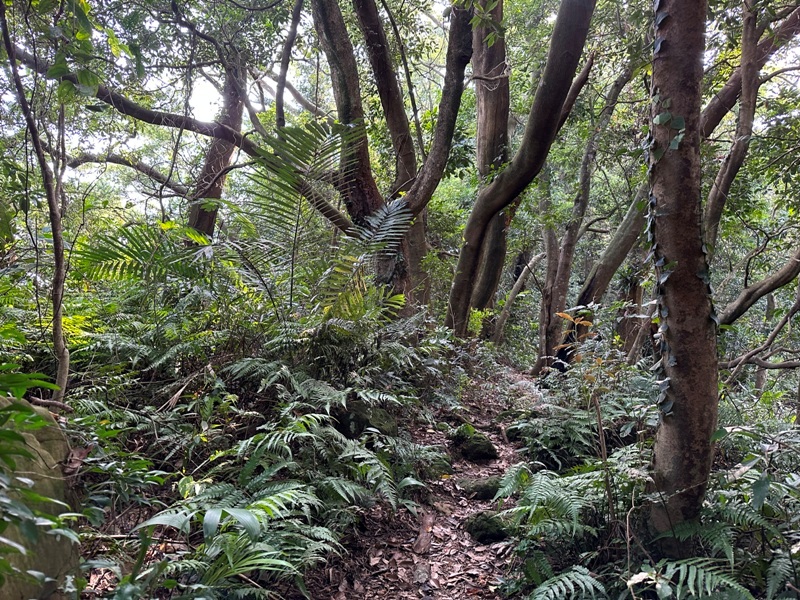 kinmenmt3408 大溪-金面山 全程林蔭遮蔽 攀爬不斷很有趣