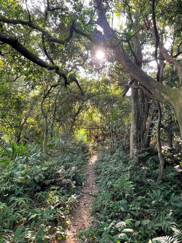 kinmenmt3411-rotated-e1664723446641 大溪-金面山 全程林蔭遮蔽 攀爬不斷很有趣